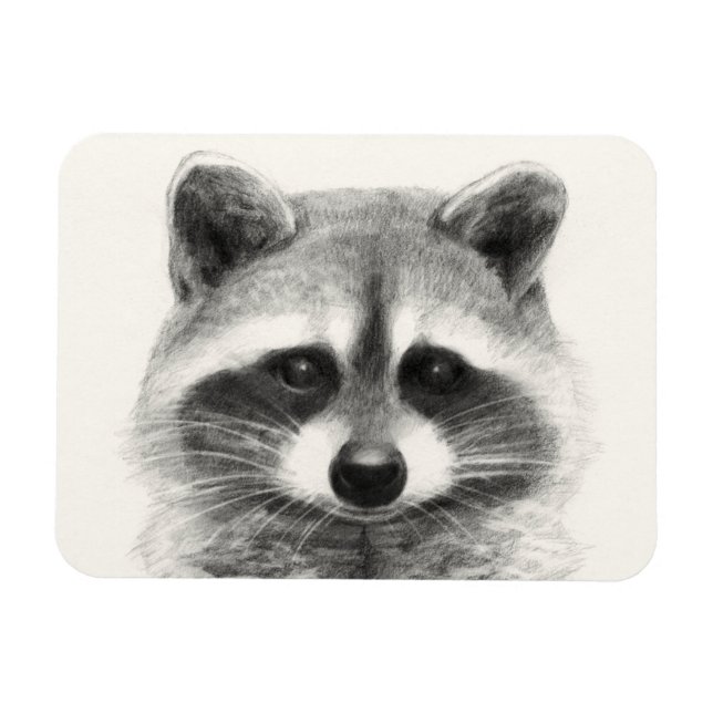 Ímã Desenho do Lápis Raccoon (Horizontal)