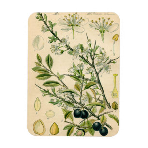 Ímã Desenho Floral Antiquado De Impressão Botânico