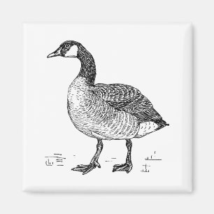 Imã Desenho Natural De Ganso Canadense De Belas Artes