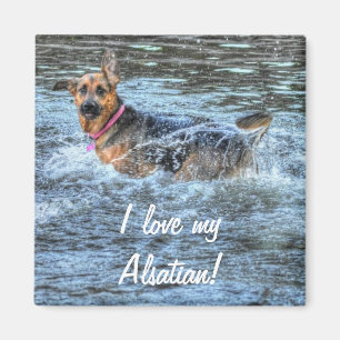 Imã Desenhos de cães para amantes de animais de compan