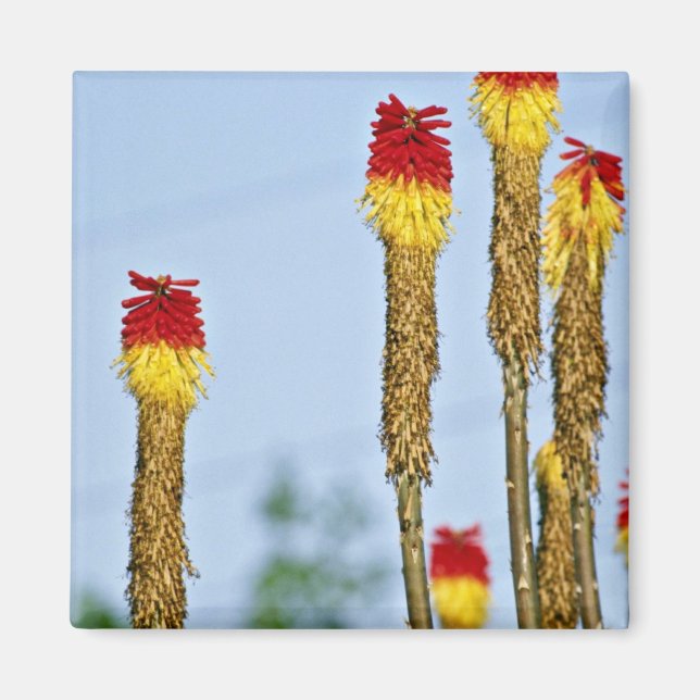 Imã Desert bloom, fora de Phoenix, Arizona, EUA Fl (Frente)
