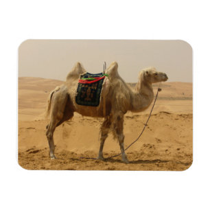 Ímã Desert Camel Magnet