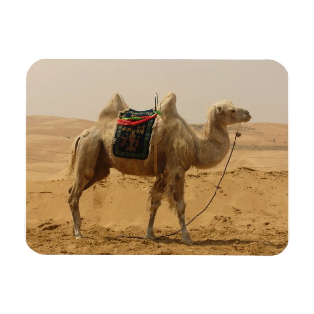Ímã Desert Camel Magnet (Horizontal)
