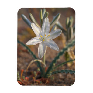 Ímã Desert Lily Wildflower