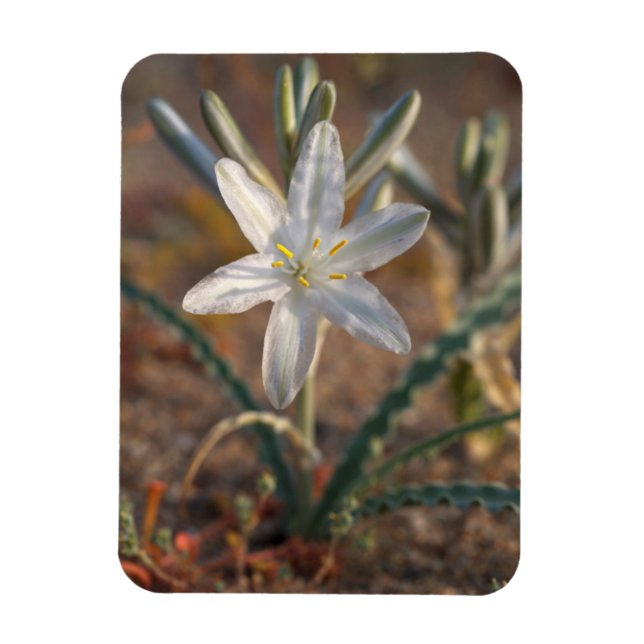 Ímã Desert Lily Wildflower (Vertical)