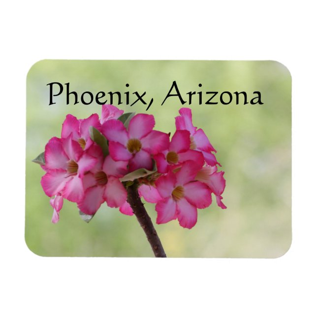 Ímã Desert rose in pink Phoenix, AZ (Horizontal)