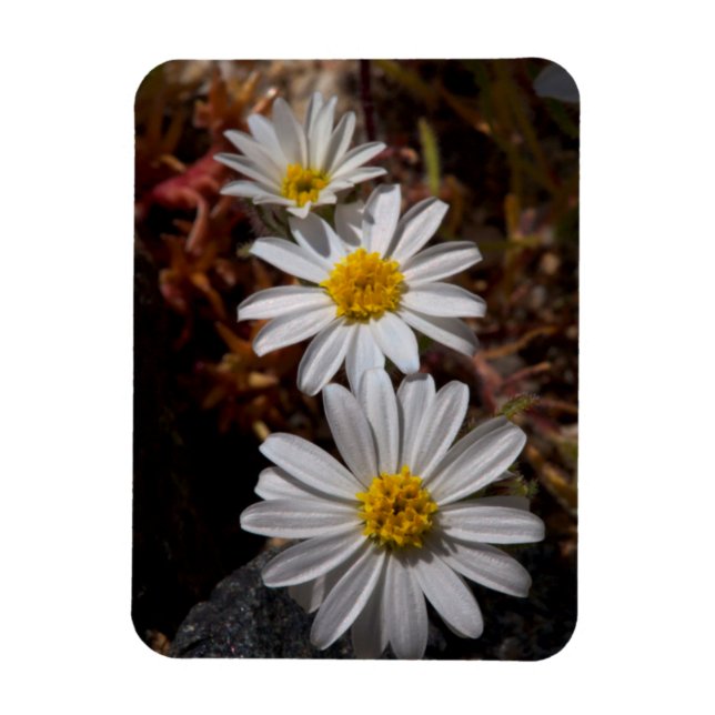 Ímã Desert Star Wildflower (Vertical)