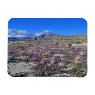 Ímã Desert Super Bloom 2019 Borrego Primaveras CA