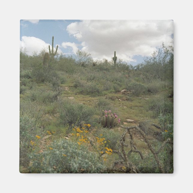 Imã Desert Symphony Desert Refrigerator Magnet (Frente)