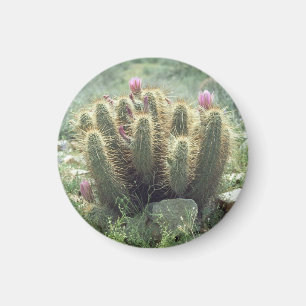 Imã Deserto Blooms Cactus Refrigerator Magnet