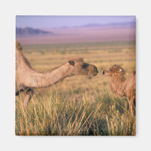 Imã Deserto de Ásia, Mongolia, Gobi, grande Gobi
