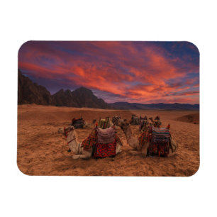Ímã Desertos   Camels Sinai Mounts Egito