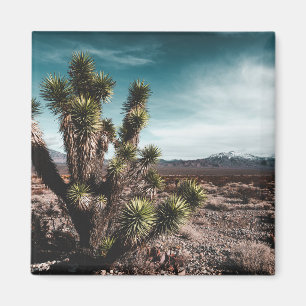 Imã Desertos Cholla Cactus