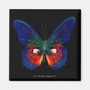 Imã Design colorido da borboleta contra o contexto