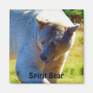 Imã Design Rare Kermode Bear (Spirit Bear)