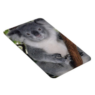 Ímã Destiny Zazzle Cute Coala Também Outback