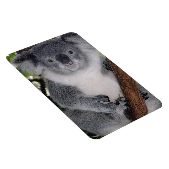 Ímã Destiny Zazzle Cute Coala Também Outback (Lado Direito)