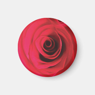 Imã Detalhe da flor de rosa vermelha