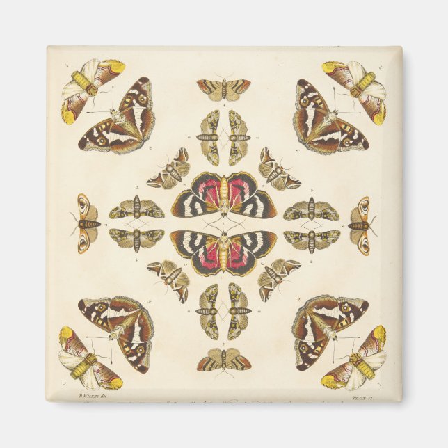 Imã Detalhe da placa VI (Frente)