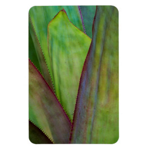 Ímã Detalhe da Planta Agave