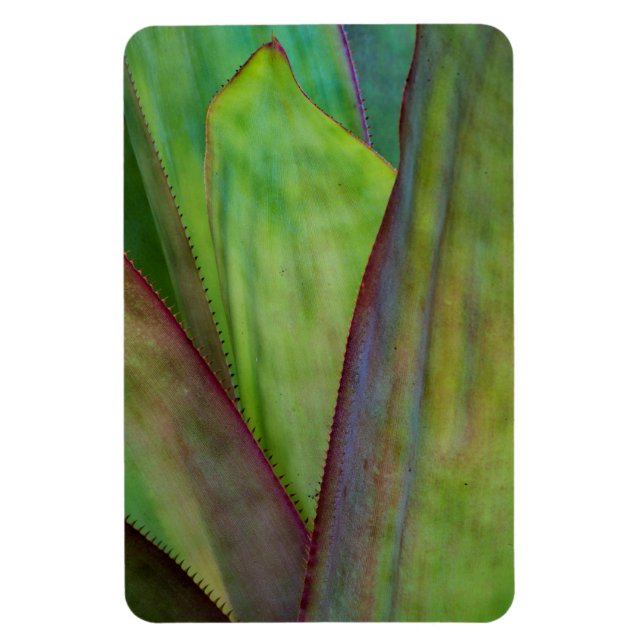 Ímã Detalhe da Planta Agave (Vertical)