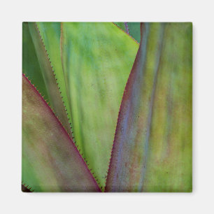 Imã Detalhe da Planta Agave