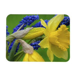 Ímã Detalhe das flores de daffodil e hyacinth. Crédit