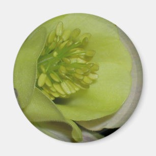 Imã Detalhe floral