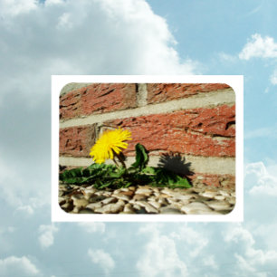 Ímã determinado do dente-de-leão