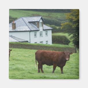 Imã Devon, Inglaterra