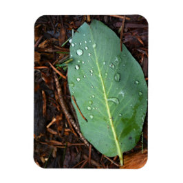 Ímã Dew Dappled Leaf