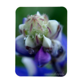 Ímã Dew Dappled Lupine