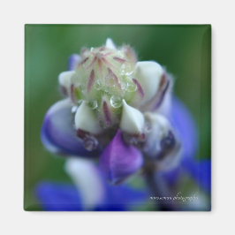 Imã Dew Dappled Lupine