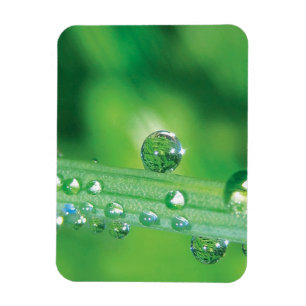 Ímã Dew Drop on Green Grass Meditation