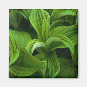 Imã Dewdrops em um Falso Helaborado