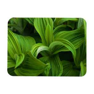 Ímã Dewdrops em um Falso Helaborado