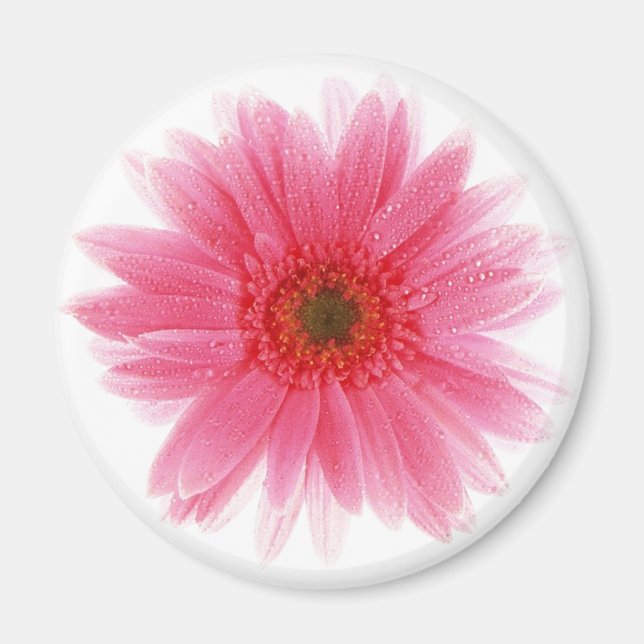 Imã Dewy Pink Gerbera Flower (Frente)