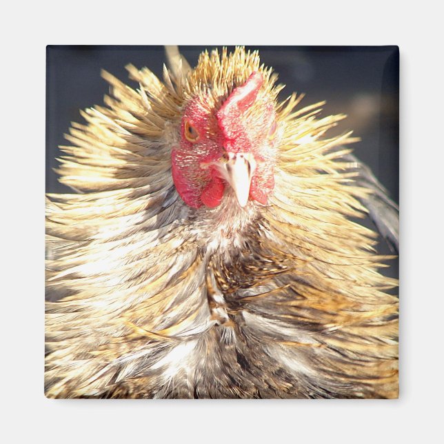 Imã Dia da pena ruim (Frente)