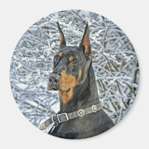Imã Dia de Fosty do Doberman