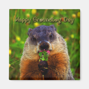 Imã Dia de Groundhog feliz que come a flor