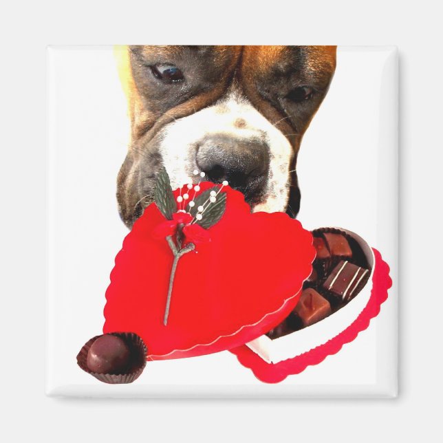 Imã Dia de os namorados Boxer com ímã de chocolates (Frente)