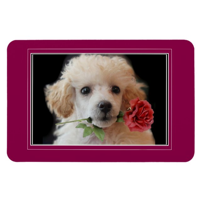 Ímã Dia de os namorados Toy poodle puppy 4x6 foto magn (Horizontal)