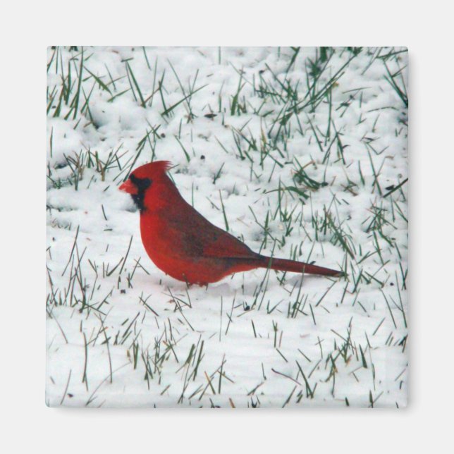 Imã Dia dos Namorados Cardinal  (Frente)