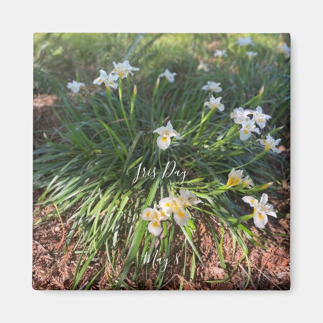 Imã Dia Mundial da Celebração: Íris (Frente)