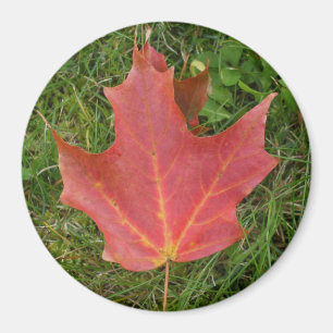 Imã Dia vermelho escuro de folha-Canadá do bordo