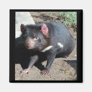 Imã Diabo tasmaniano