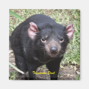 Imã Diabo tasmaniano