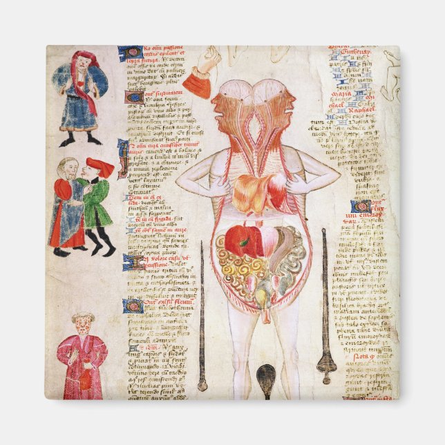 Imã Diagrama anatômico (Frente)