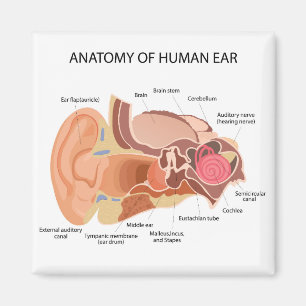Imã Diagrama anatômico do coração