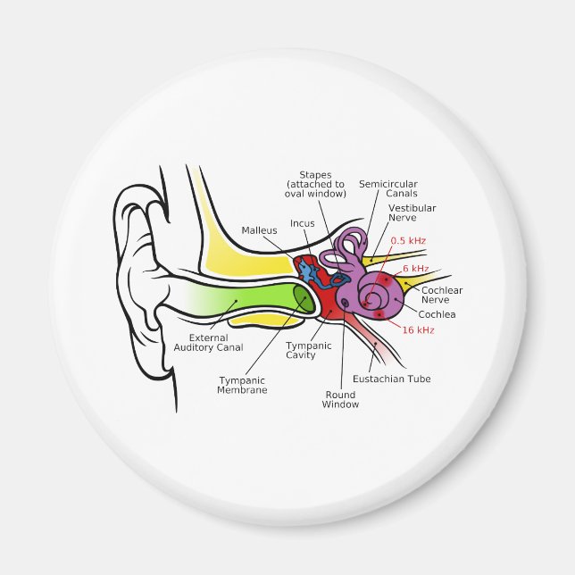 Imã Diagrama auricular Humano com Mapeamento de Frequê (Frente)